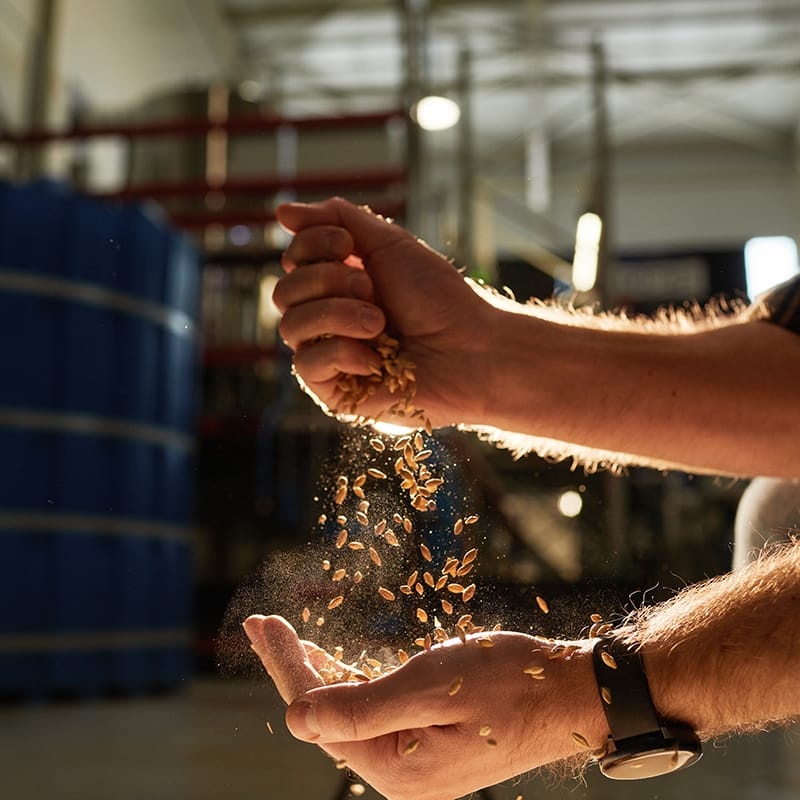 Close,Up,Of,Male,Hands,Pouring,Wheat,Crops,In,Golden